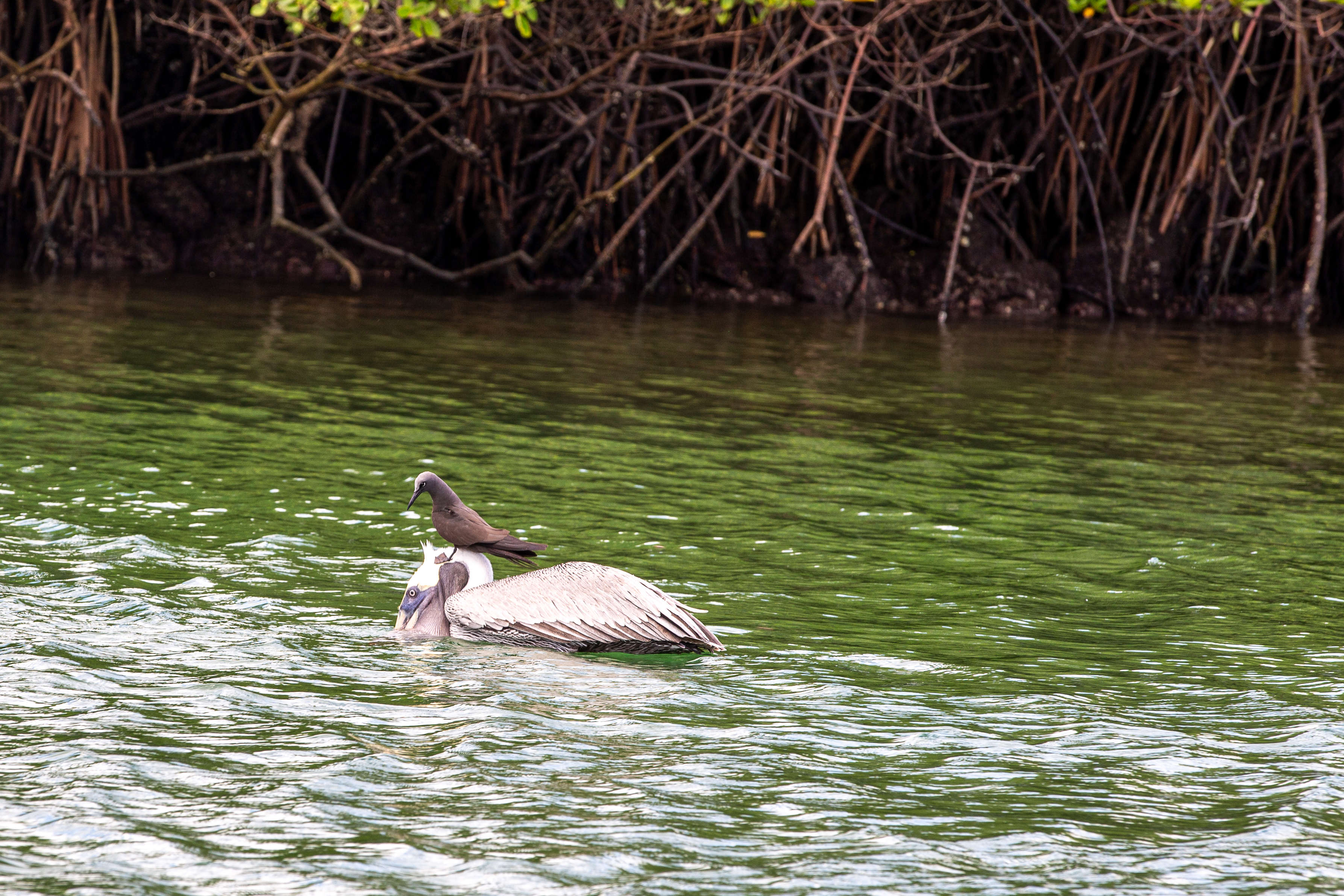 Small dark bird perched on a pelican floating near mangrove roots